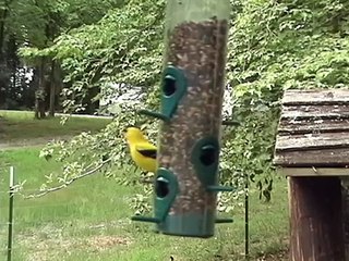 American Goldfinch Song