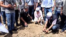 Yırca'ya 6 Bin Zeytin Fidanı