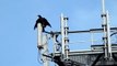 Bald Juvenile Eagle flying almost mid air collision, seagul divebombs the tower,