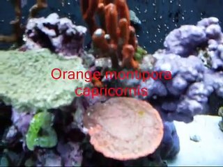 my 20 gallon nano reef