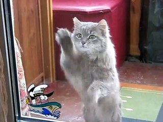 Simon's Cat - Let me In by my cat Kuzia