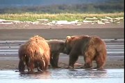 MOTHER GRIZZLY ATTACKS, bear Fight-  Alaska, Katmai