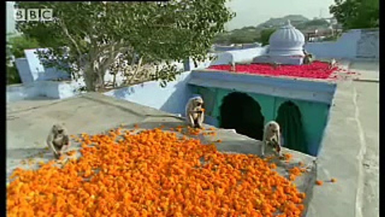 Baby monkey funeral - Monkey Warriors - BBC animals
