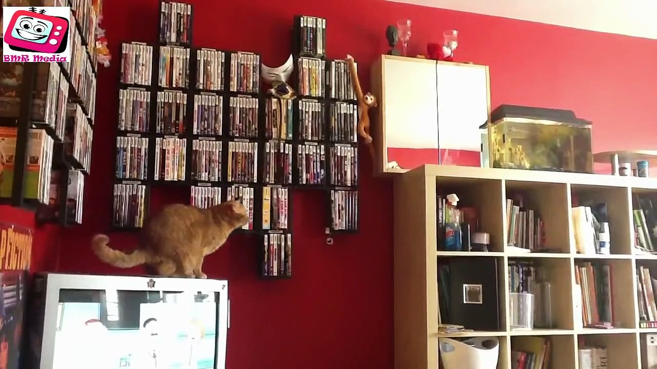 Top Funny Cats Compilation 2014