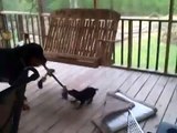 Rottweiler puppy takes on huge Rottweiler
