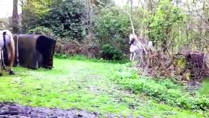 Arab stallion covering a maiden