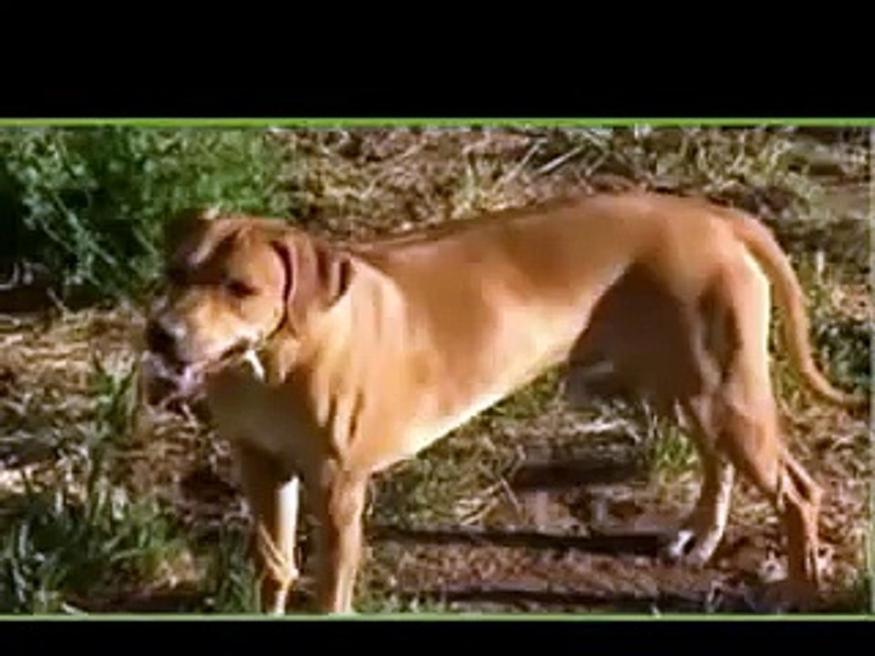 Rhodesian Ridgebacks dogs that hunt lions single handedly treeing them. video Dailymotion