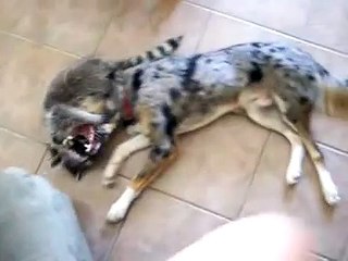 Raccoon dog play fight