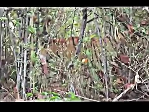 Tiger vs bear fight to the death - wild fight - disturbing