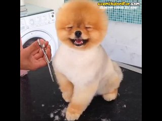 Mutluluğu Kuaförde Bulan Köpek