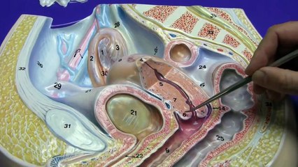 Female Reproductive System