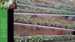 Growing Vegetables in Rain Gutters from Seed to Harvest