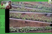 Growing Vegetables in Rain Gutters from Seed to Harvest