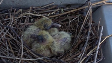 Pigeons petits