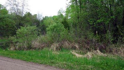 Gray Tree Frog Calls