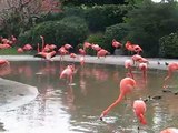 flamingos