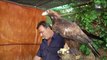 HDL: Un mecánico aficionado a la cetrería logra la cría en cautividad del águila real
