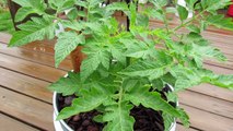Foliar Spraying: Stopping Tomato Fungal Diseases with Baking Soda - The Rusted Garden 2013