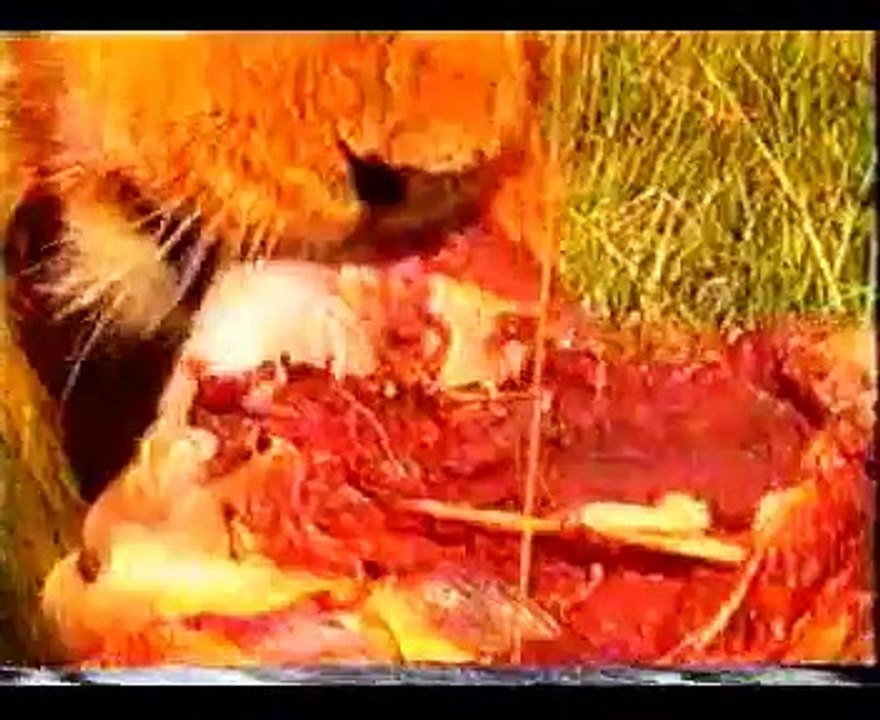 الأسد ومهارة الأفتراس