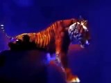 Bluebeam Project  Hologram Technology 3D Tiger ,MUST SEE !!