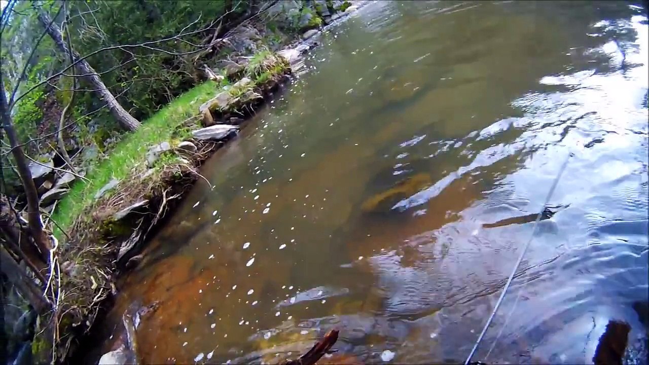 Pêche de la truite fario aux leurres dans la Muse à Castelmus, Aveyron