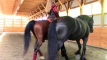 Sandra Beaulieu, Andalusian Lipizzan Dressage Horse Performs with Friesian Horse at Liberty