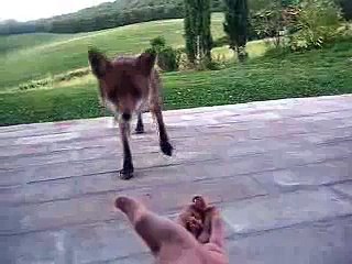 il GATTO e la VOLPE di Villa le Ginepraie in Toscana