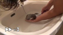【水はもう平気？】ハリネズミのクロエお風呂に入れられる Hedgehog chloe bath time