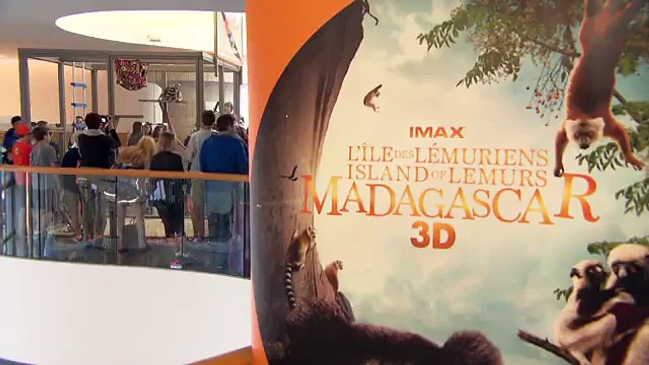 Des bébés lémuriens au Musée canadien de l'histoire