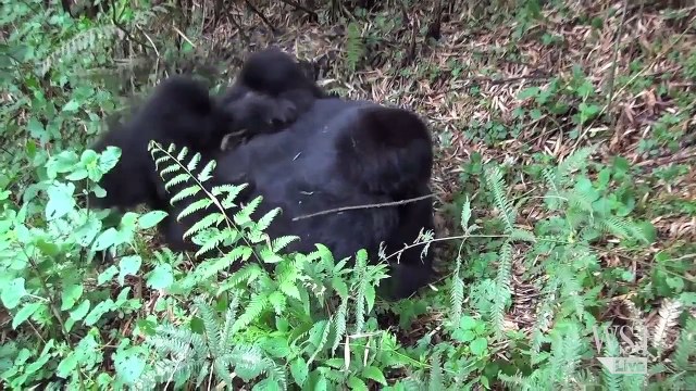 How Long Do Baby Mammals Stay With Their Mothers? | Baby Animals