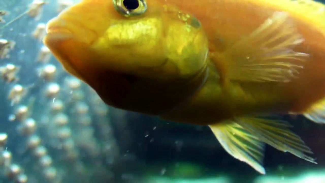 electric yellow lab cichlid holding eggs in her mouth