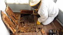 Apicultores del Aula de la miel, recogiendo enjambres de abejas