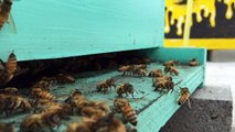 Des abeilles rentrent à la ruche - Slow motion magique