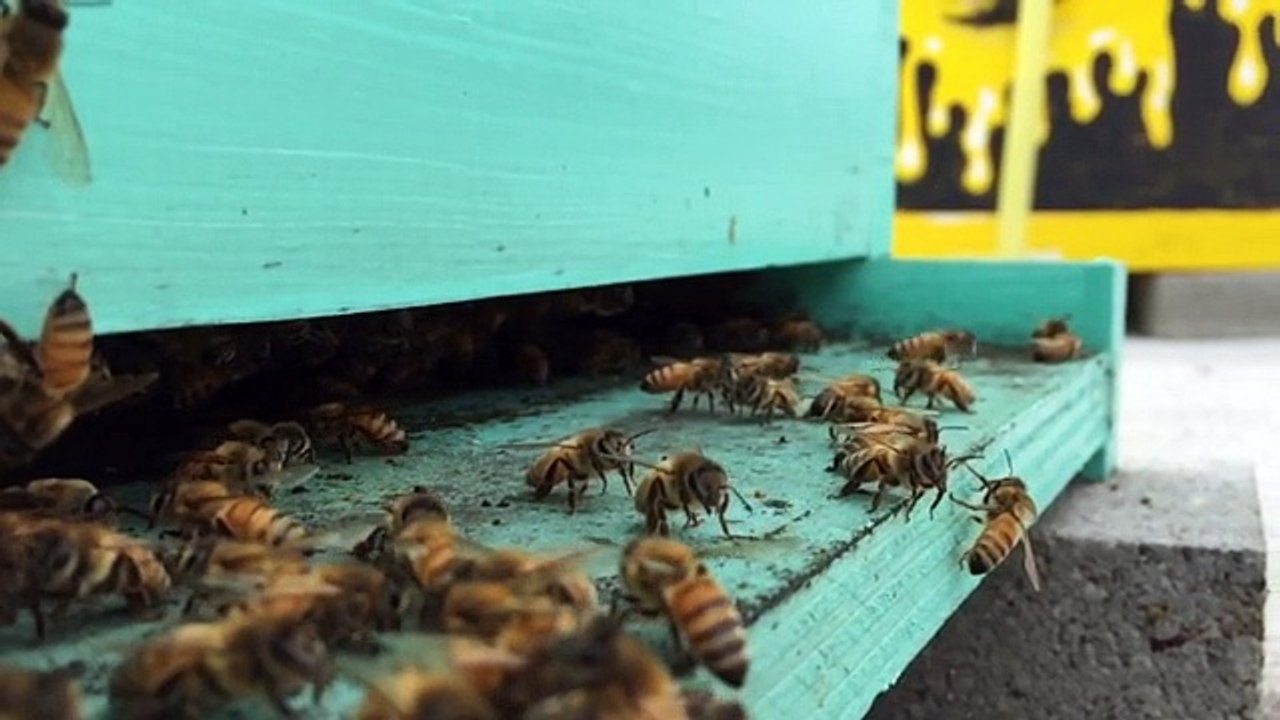 Des abeilles rentrent à la ruche - Slow motion magique