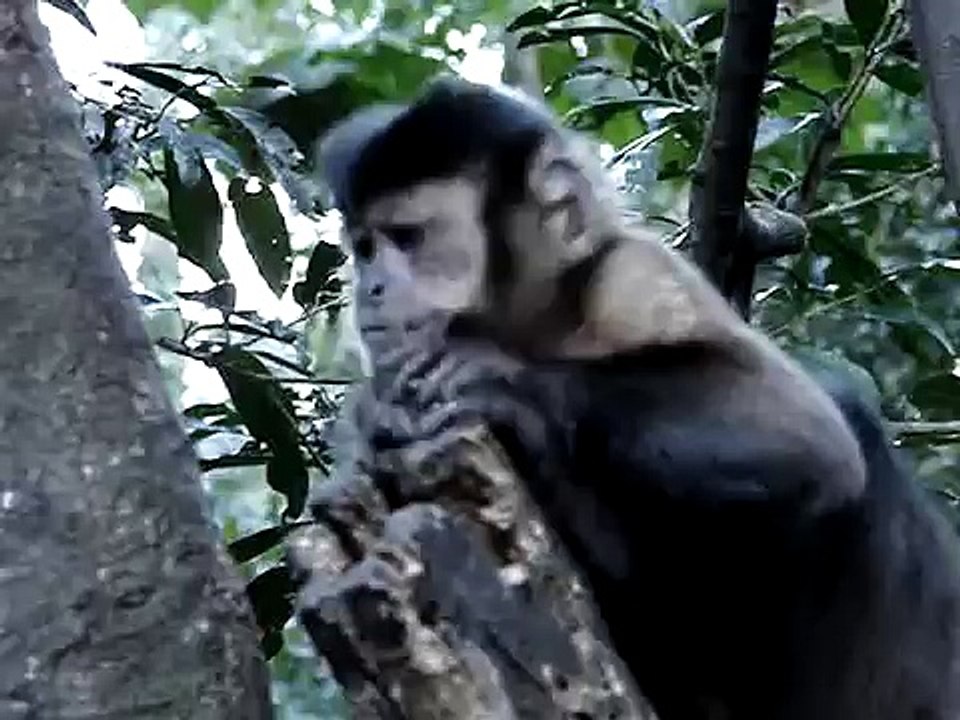 macaco muito inteligente!