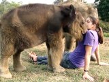 Un bébé éléphant cherche la trompe d'une fille... Mais elle n'en a pas????