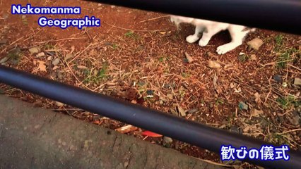 ネコ君のサンバ