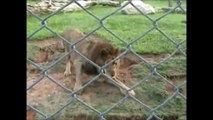 Circus Lion Freed From Cage Feels Earth Beneath His Paws For The First Time