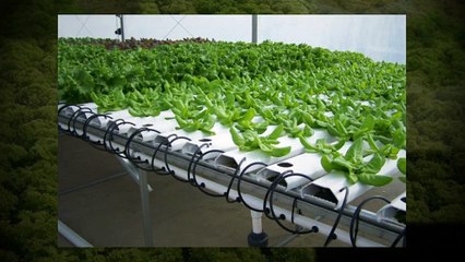 Hydroponics Plants