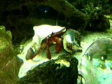 Huge Saltwater Hermit Crab Switches Shells