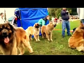 Leonberger Ernest na wystawie w Szczecinie