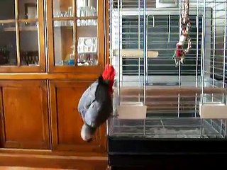 pappagallo cenerino che insulta e dice parolacce