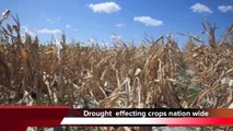 Kansas Drought - Corn farmer's crops saved with Excelerite