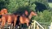 Arabian Horses saurila bay filly born2008