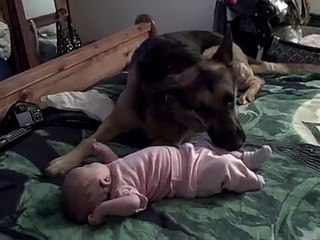 Baby's Best Friend - German Shepherd and 4 week old Infant