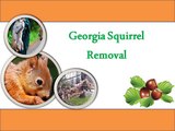 Prevention from Squirrels | Atlanta Squirrel Removal