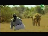Man vs Wild Male Pride lion, man punks out wild male lion and scares male lion  lion is owned  funny