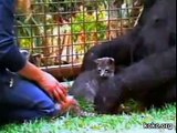 Koko the Gorilla plays with her kitten, All Ball