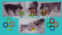 Two mini schnauzers playing Ring Toss -  Amazing Funny DOUBLE Dog Tricks