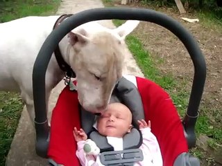 bull terrier attack